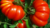 Semillas Tomate x5 - comprar online