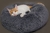 Cama redonda de pelúcia longa e macia para gatos de estimação na internet
