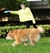 Disco voador brinquedos do cão de estimação discos voadores mastigando brinquedo para cães grandes tigelas alimentação interativa treinamento ao ar livre suprimentos do cão 1 pçs - PET AND YOU