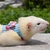 Hamster coelho arreios conjunto de trela para furão cobaia pequena cinta de peito do animal de estimação na internet