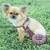 Cão macio arnês e trela conjunto ajustável náilon chihuahua coleira para cães médios pequenos animais de estimação produtos andando - comprar online