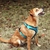 Cão de estimação arnês verão malha náilon respirável cão colete macio ajustável arnês para cães filhote de cachorro coleira gato cão de estimação cinta de peito - loja online