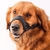 Imagem do Anti latido cão focinho para pequenos cães grandes ajustável boca do animal de estimação focinhos para cães correias de náilon acessórios do cão