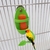 Alimentador de papagaio com rack de pé titular de frutas vegetais plástico pendurado recipiente de alimentos gaiola acessórios para animais de estimação pássaro suprimentos - comprar online