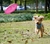 Disco voador brinquedos do cão de estimação discos voadores mastigando brinquedo para cães grandes tigelas alimentação interativa treinamento ao ar livre suprimentos do cão 1 pçs - loja online
