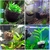 Planta de aquário pote copo do cilindro de vidro com ventosas para cultivar plantas aquáticas sementes coral musgo peixes tanque decoração acessório - comprar online