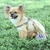 Cão macio arnês e trela conjunto ajustável náilon chihuahua coleira para cães médios pequenos animais de estimação produtos andando - comprar online