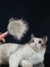Pente de cabelo para animais de estimação (gatos,cachorros) - loja online