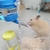 Garrafas de água para pequenos animais: hamster, coelhos