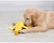 Brinquedo em formato de pato criativo de mastigar para cães e gatos - loja online