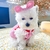 Vestido de cão de verão para o gato saia princesa teddy grade pettiskirt filhote cachorro roupas traje primavera roupas para animais estimação XS-XL - comprar online