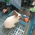 Imagem do Pet hamster gaiola tapete plástico hamster coelho pé esteira coelho pés almofada pequena gaiola animal de estimação cobaia coxim placemat palha