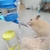 Garrafas de água para pequenos animais: hamster, coelhos - comprar online