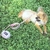 Imagem do Cão macio arnês e trela conjunto ajustável náilon chihuahua coleira para cães médios pequenos animais de estimação produtos andando