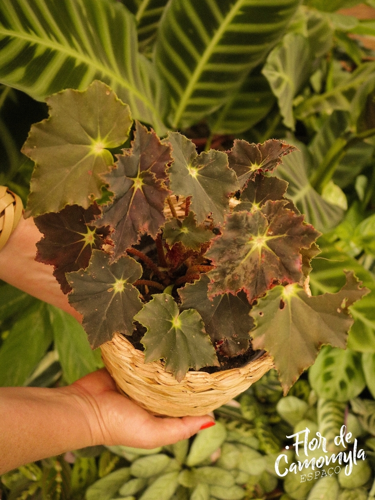 Begonia store black velvet