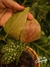 BEGONIA MACULATA NATIVA (K) - Flor de Camomyla | Espaço Botânico | Plantas Urban Jungle e Cestarias!