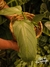 PHILODENDRON HASTATUM (A) na internet