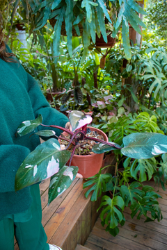 Philodendron Pink Princess (A) - Flor de Camomyla | Espaço Botânico | Plantas Urban Jungle e Cestarias!