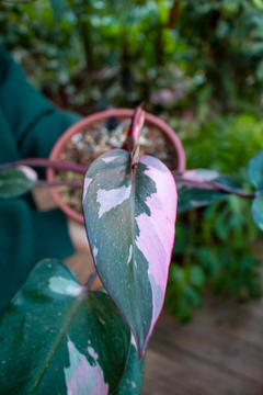 Philodendron Pink Princess (A) - loja online