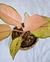 AGLAONEMA LAWAN (A) - Flor de Camomyla | Espaço Botânico | Plantas Urban Jungle e Cestarias!