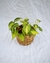 PHILODENDRON BRASIL (A)