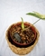 SYNGONIUM VARIEGATA (C) - comprar online