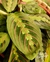 MARANTA LEUCONEURA VAR. ERYTHRONEURA (VASO GRANDE) (A) - Flor de Camomyla | Espaço Botânico | Plantas Urban Jungle e Cestarias!