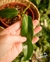PHILODENDRON JERRY HORNE (B) - Flor de Camomyla | Espaço Botânico | Plantas Urban Jungle e Cestarias!
