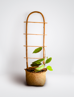 Suporte para plantas trepadeiras - Escadinha