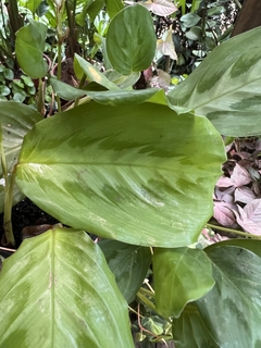 MARANTA CRISTATA (A) - comprar online