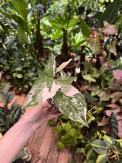 SYNGONIUM VARIEGATA (A) - loja online