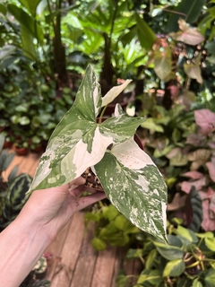 Imagem do SYNGONIUM VARIEGATA (A)