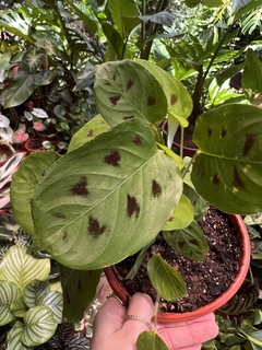 MARANTA DEPRESSA (A) - comprar online