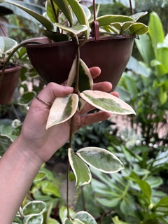 HOYA VARIEGATA (Flor de cera) (A) na internet