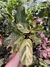 STROMANTHE 'CHARLIE' (A) - Flor de Camomyla | Espaço Botânico | Plantas Urban Jungle e Cestarias!