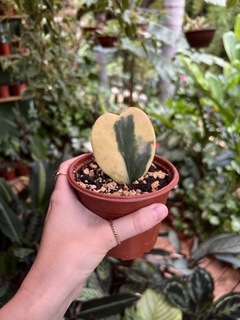 HOYA KERRII VARIEGATA (Flor de cera Coração) (A)