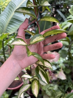 HOYA CARNOSA BRASIL (Flor de cera) (A)