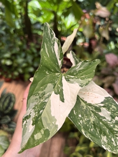 SYNGONIUM VARIEGATA (A)