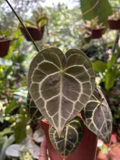 ANTHURIUM CLARINERVIUM (A) - comprar online