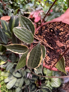 HOYA MACROPHYLLA VARIEGATA (Flor de cera) (A)