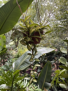 HOYA CARNOSA BRASIL (Flor de cera) (A) - comprar online