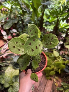 MARANTA DEPRESSA (A)