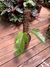 PHILODENDRON SQUAMIFERUM (A) na internet