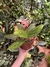 MONSTERA PERU (B) - Flor de Camomyla | Espaço Botânico | Plantas Urban Jungle e Cestarias!
