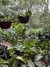 HOYA VARIEGATA (Flor de cera) (A) - Flor de Camomyla | Espaço Botânico | Plantas Urban Jungle e Cestarias!