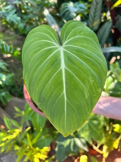 Philodendron Gloriosum (A) na internet