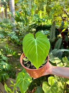 Philodendron Gloriosum (A)