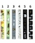 Washi Tape Pet 3m x 15 mm | BRW | Unidade - New Moon Papelaria