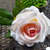 Porta guardanapo Rosa (flor permanente) em argola de madeira - comprar online