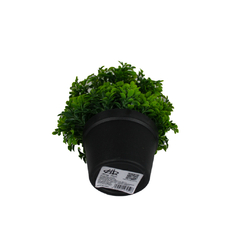 Plantas artificiales.Modelo:HL-FA2056 - comprar en línea